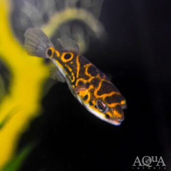 Figure Eight Puffer (Tetraodon biocellatus)