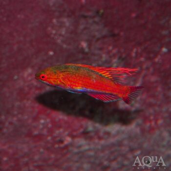 Filamented Flasher Wrasse (Paracheilinus filamentosus)