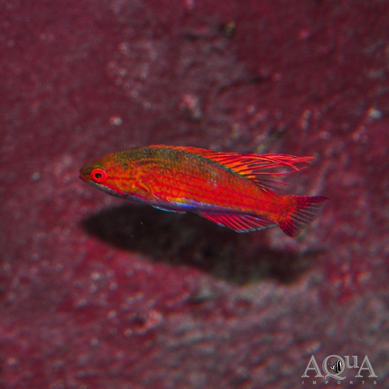 Filamented Flasher Wrasse (Paracheilinus filamentosus)