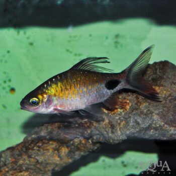 Filamentosa Barb (Dawkinsia filamentosa)