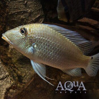 Fine Spotted Eartheater (Satanoperca mapiritensis)