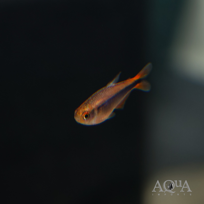 Fire Ant Tetra (Hyphessobrycon myrmex)