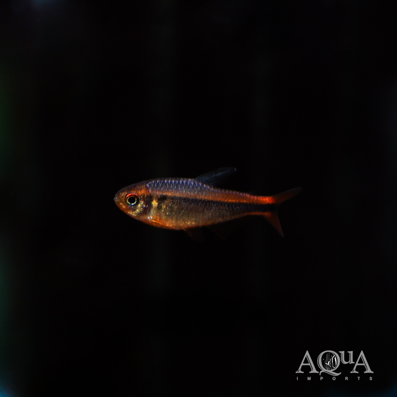 Fire Ant Tetra (Hyphessobrycon myrmex)