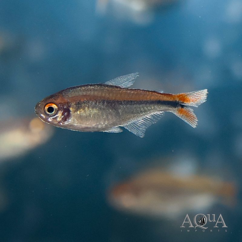 Fire Ant Tetra (Hyphessobrycon myrmex)