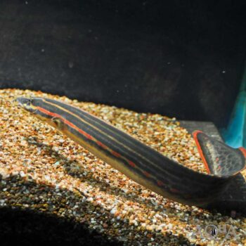 Fire Eel (Mastacembalus erythrotaenia)