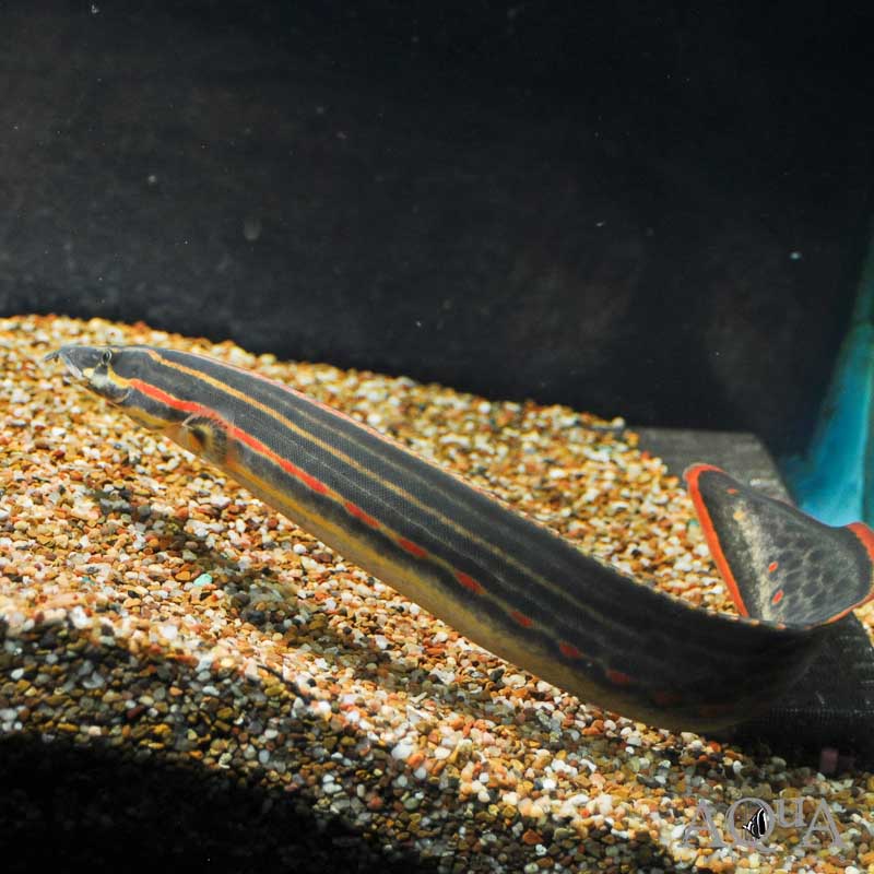 Fire Eel (Mastacembalus erythrotaenia)