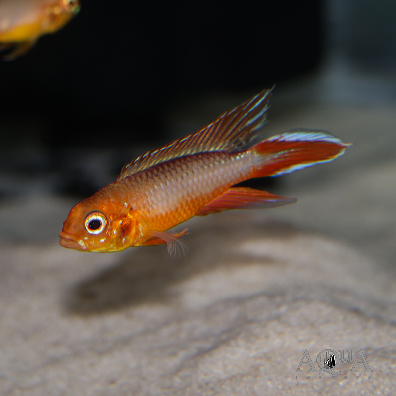 Fire Red Agassizi Dwarf Cichlid (Apistogramma agassizi)