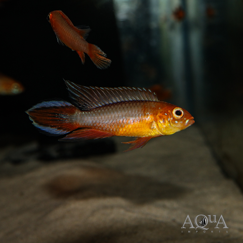 Fire Red Agassizi Dwarf Cichlid (Apistogramma agassizi)