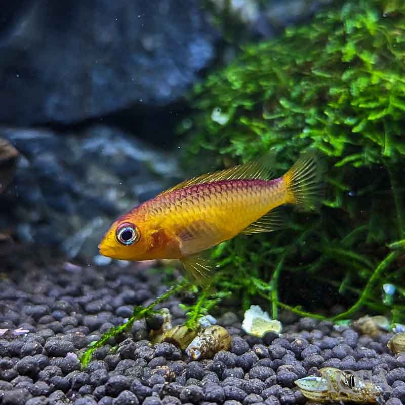 Fire Red Agassizi Dwarf Cichlid (Apistogramma agassizi) - Image 2