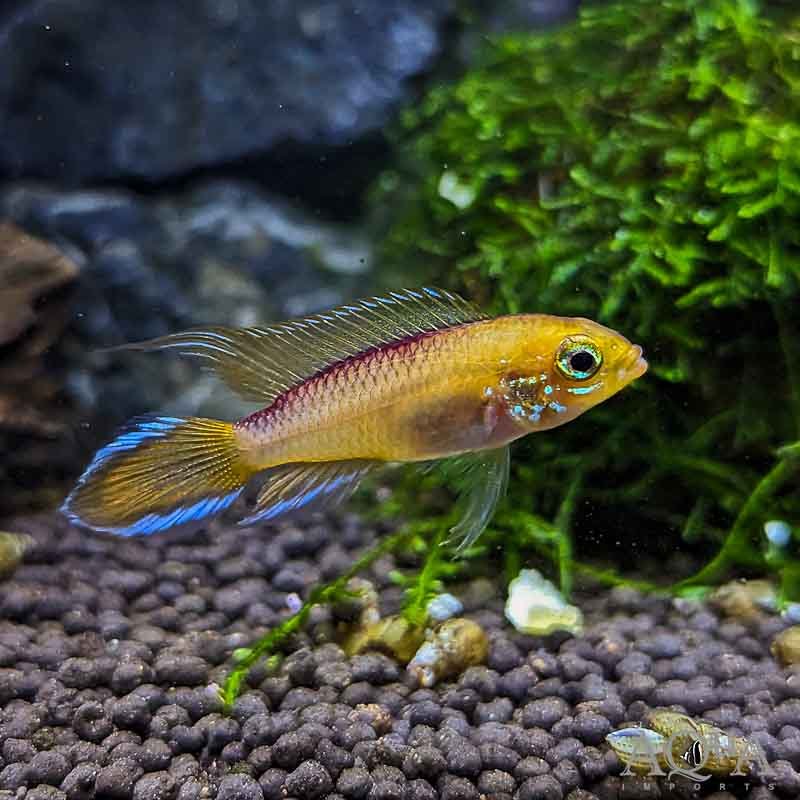 Fire Red Agassizi Dwarf Cichlid (Apistogramma agassizi)