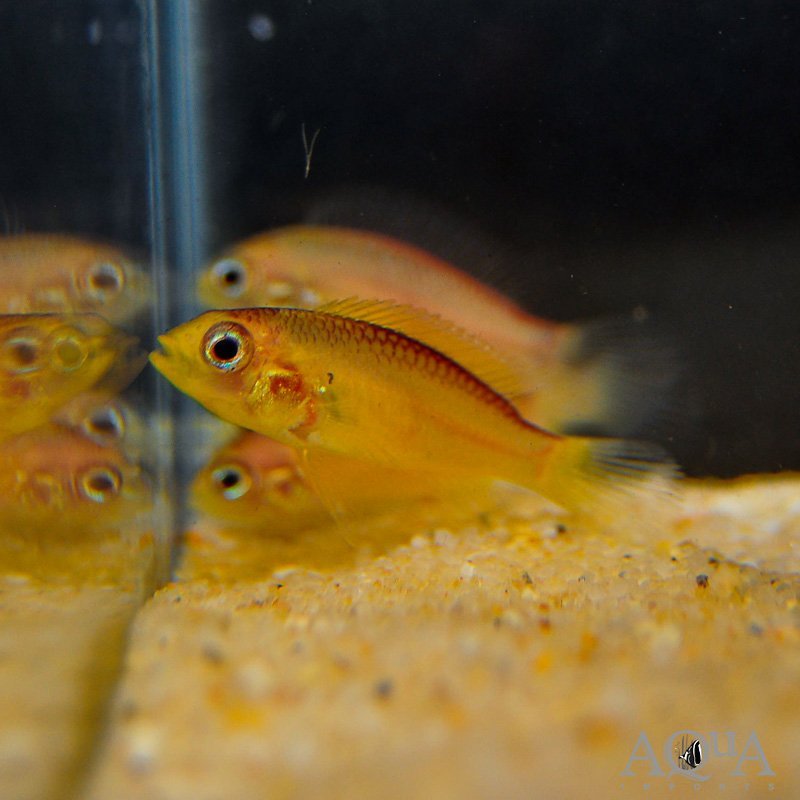 Fire Red Agassizi Dwarf Cichlid (Apistogramma agassizi)