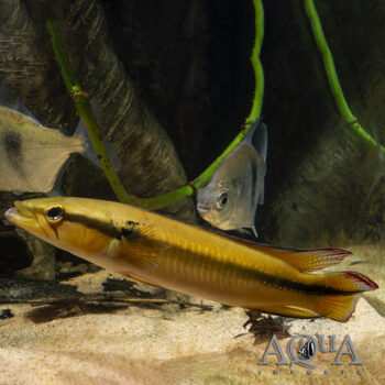 Fire Spot Pike Cichlid (Lugurbria sp. 'Inirida III')