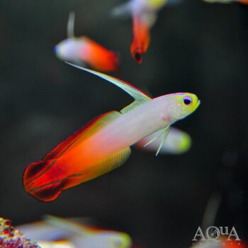 Firefish (Nemateleotris magnifica)