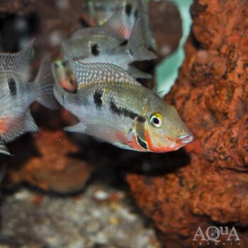 Firemouth Cichlid (Thorichthys meeki)