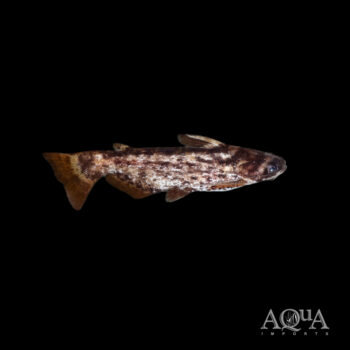 Fisher's Wood Catfish (Trachelyopterus fisheri)