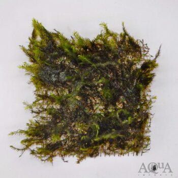 Fissidens fontanus Moss