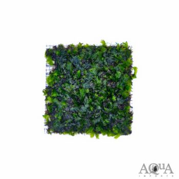Fissidens nobilis Moss