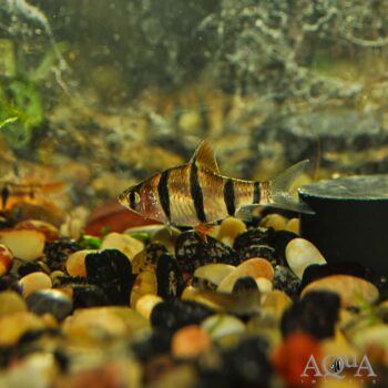 Five-Banded Barb (Desmopuntius pentazona)