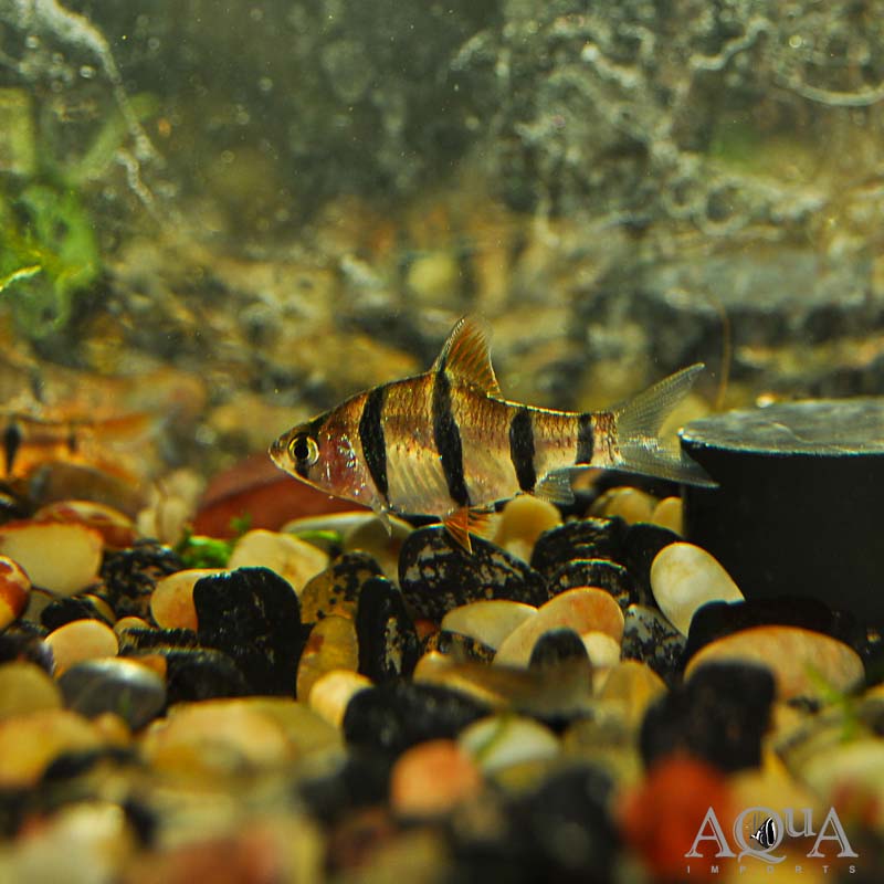 Five-Banded Barb (Desmopuntius pentazona)