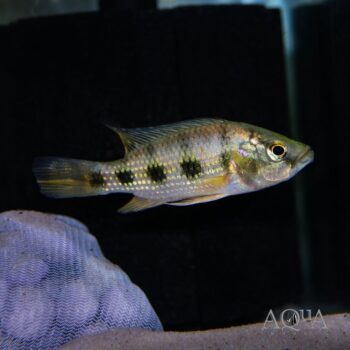 Five Star General Cichlid (Hemichromis elongatus)