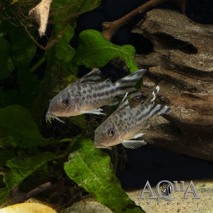 Flag Tail Cory (Brochis robineae)