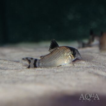 Flag Tailed Panda Cory (Hoplisoma oiapoquense)