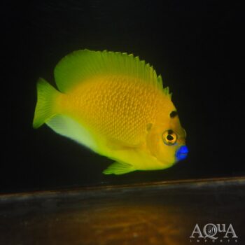 Flagfin Angelfish (Apolemichthys trimaculatus)