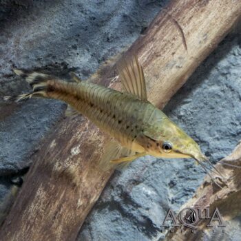 Flagtail Porthole Catfish (Dianema urostriatum)