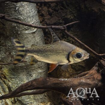 Flagtail Prochilodus (Semaprochilodus taeniurus)