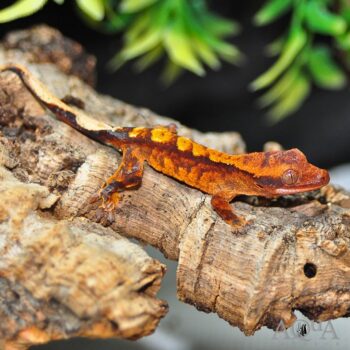 Flame Crested Gecko (Correlophus ciliatus)
