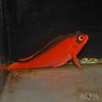 Flame Hawkfish (Neocirrhitus armatus) 