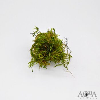 Flame Moss (Taxiphyllum sp. 'Flame')