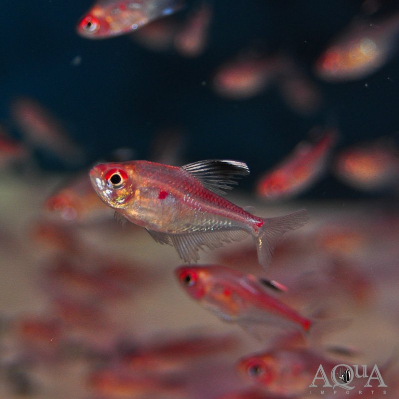 Flameback Bleeding Heart Tetra (Hyphessobrycon pyrrhonotus)
