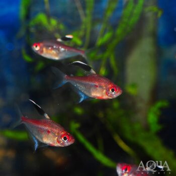 Flameback Bleeding Heart Tetra (Hyphessobrycon pyrrhonotus)