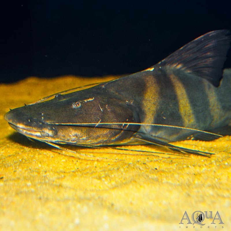Flash Juruense Catfish (Brachyplatystoma juruense)