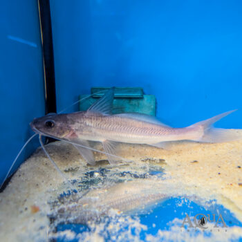 Flat Whiskered Catfish (Pinirampus cf. pirinampu)
