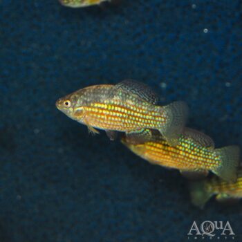Florida Flagfish (Jordanella floridae)