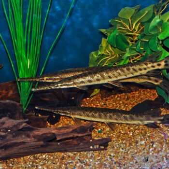 Florida Gar (Lepisosteus platyrhinchus)