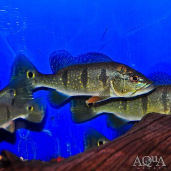 Flower Orinocensis Peacock Bass (Cichla orinocensis)