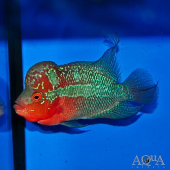 Humphead Flowerhorn Cichlid