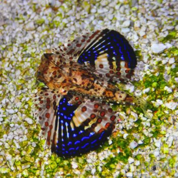 Flying Gurnard (Dactyloptena sp.)