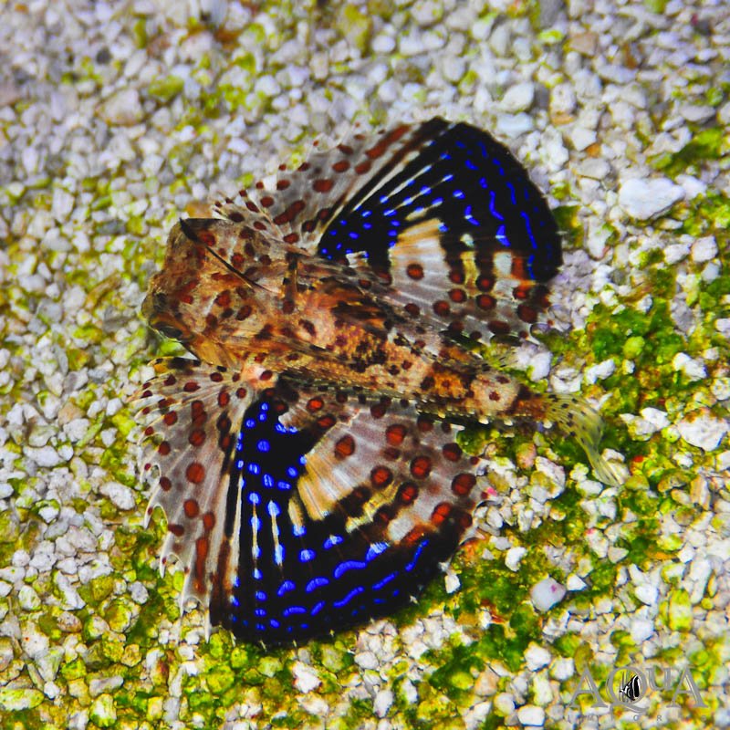 Flying Gurnard (Dactyloptena sp.)