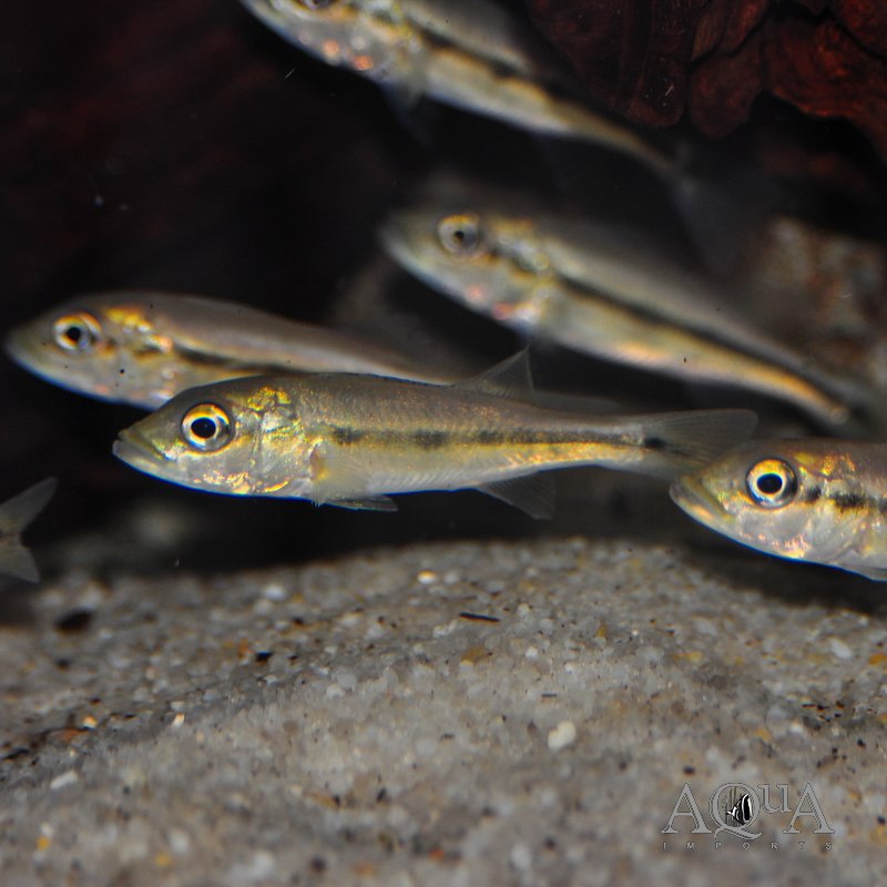 Fogo Peacock Bass (Cichla marinae)