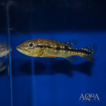 Fogo Peacock Bass (Cichla marinae)