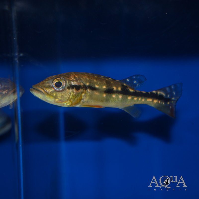 Fogo Peacock Bass (Cichla marinae)