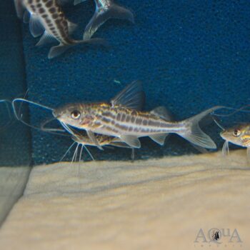 Four Line Pictus Catfish (Pimelodus blochii)