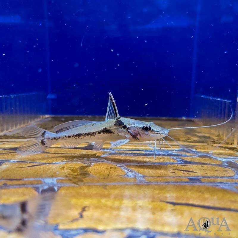 Fox Face Catfish (Goeldiella eques)