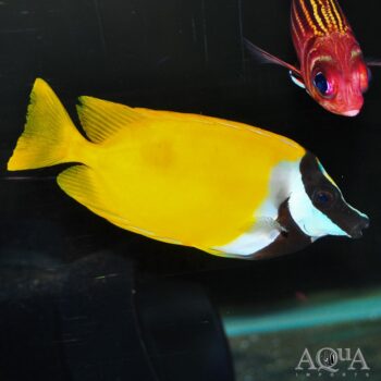 Foxface Rabbitfish (Siganus vulpinus)
