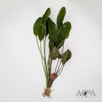 Frans Stoffels Swordplant (Echinodorus 'Frans Stoffels')