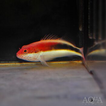 Freckle Face Hawkfish (Paracirrhites forsteri)